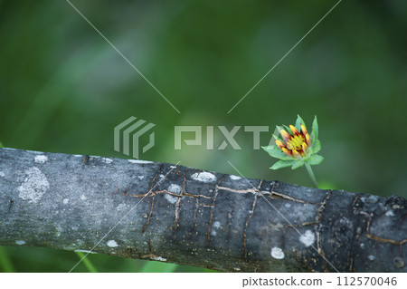 Gaillardia 112570046