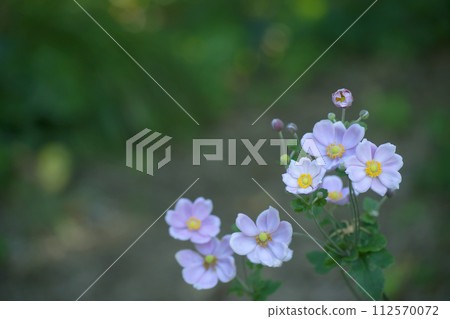 打破碗花花 112570072