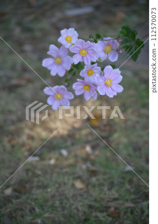 Shumayigiku Shumayigiku 112570073