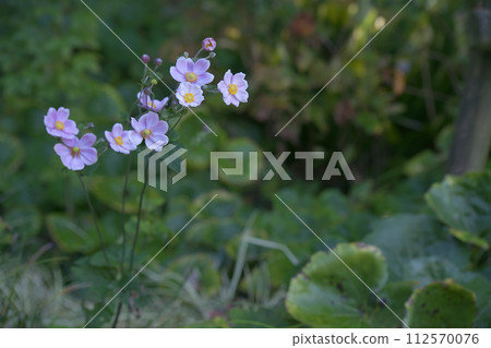 打破碗花花 112570076