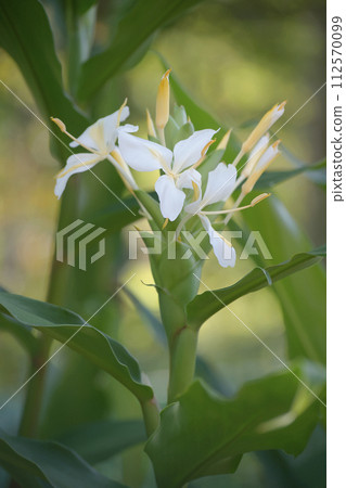 Hanashukusha 112570099