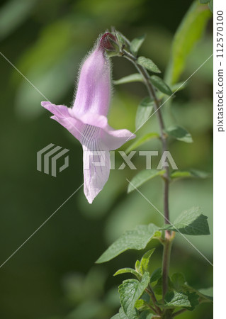 Ceratotheca triloba Ceratotheca triloba 112570100