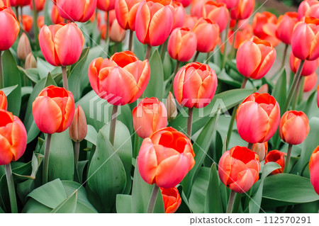 Close-up of a cluster of bright red tulips in full bloom Close-up of a cluster of bright red tulips in full bloom 112570291