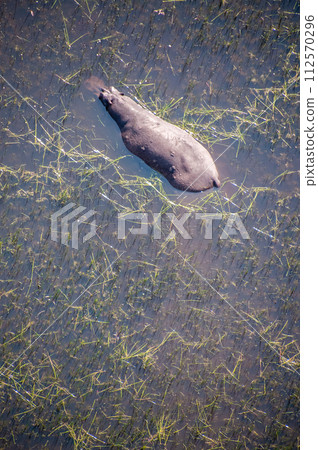 Aerial shot of an hippopotamus submerged in the Okavango Delta 112570296