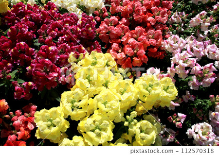 青島宮古植物園,色彩繽紛的金魚草花 青島宮古植物園,色彩繽紛的金魚草花 112570318