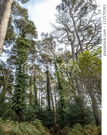 Scots Pine trees in County Donegal - Ireland 112570363