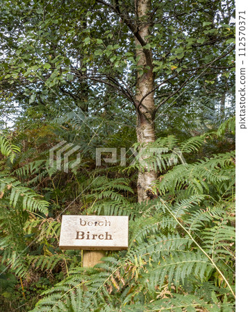Birch tree and sign explaining it irish and english including translation 112570371