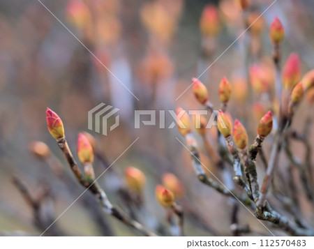 Azalea buds swelled in February Azalea buds swelled in February 112570483
