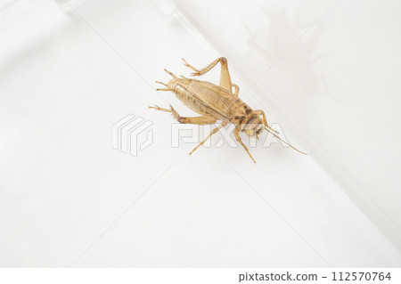 Albino European house cricket Albino European house cricket 112570764