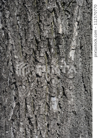 Small-leaved lime bark 112570770