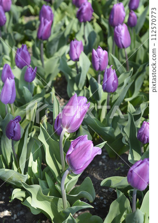 Tulip Purple Flag 112570773