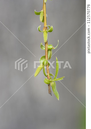 Golden Weeping Willow 112570776