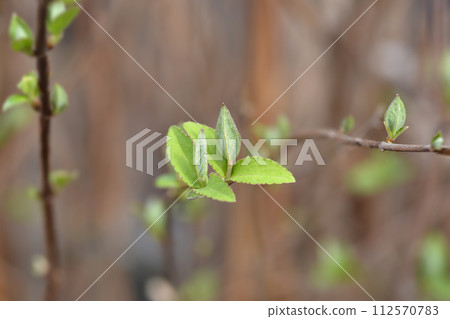 Fuzzy deutzia Flore Pleno 112570783