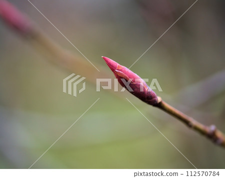 2月拍攝的日本小號新芽 112570784