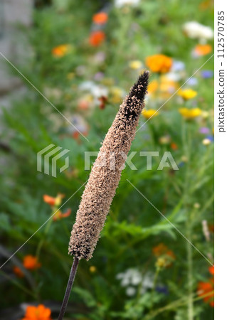 Bulrush millet 112570785