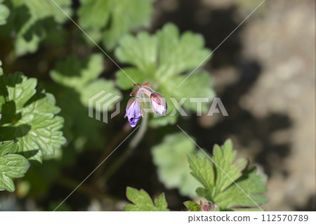 Himalayan Cranesbill Plenum Himalayan Cranesbill Plenum 112570789