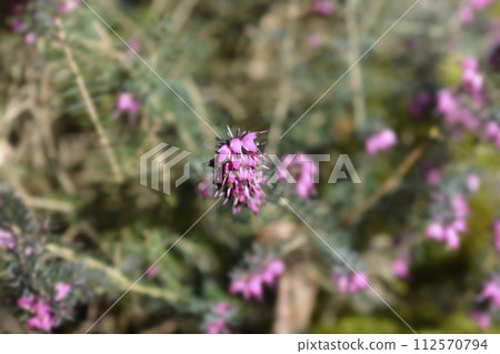 Darley Dale heath 112570794