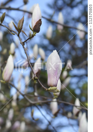 Magnolia tree 112570803