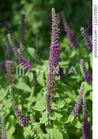Iranian germander 112570807