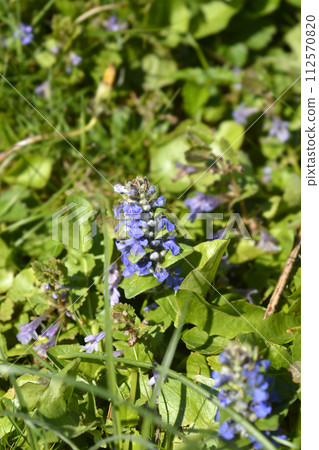 Common bugle Common bugle 112570820