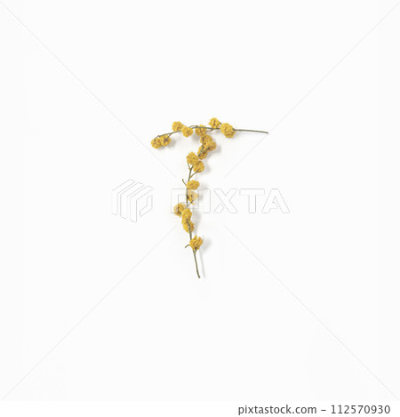 Letter T made from flowers mimosa yellow. Minimalism. Flower alphabet layout. Flat lay Letter T made from flowers mimosa yellow. Minimalism. Flower alphabet layout. Flat lay 112570930