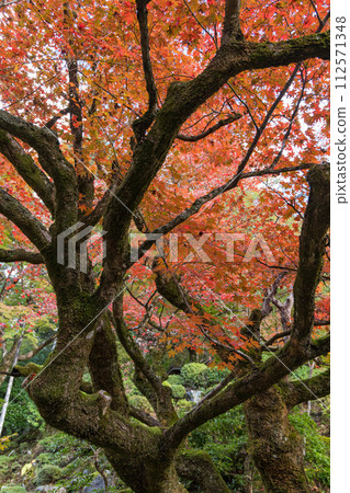 日本滋賀縣愛知縣愛尚町江東三山三寺之一金剛林寺明珠院的秋葉 112571348
