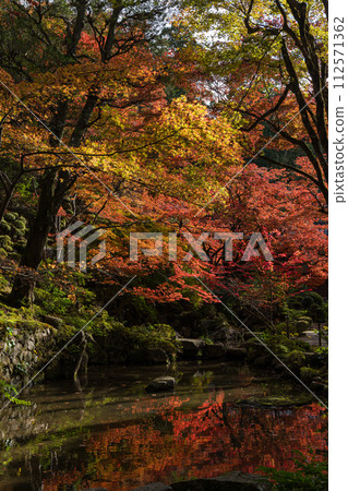 Autumn leaves in the Meijuin Garden of Kongorinji Temple, one of the three Koto Sanzan temples in Aisho Town, Aichi District, Shiga Prefecture, Japan 112571362