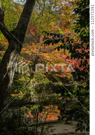 日本滋賀縣愛知縣愛尚町江東三山三寺之一金剛林寺明珠院的秋葉 112571391