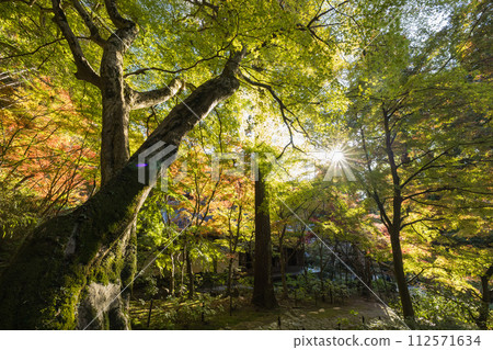 Autumn leaves at Kongorinji Temple, one of the three Koto Sanzan temples in Aisho Town, Aichi District, Shiga Prefecture, Japan Autumn leaves at Kongorinji Temple, one of the three Koto Sanzan temples in Aisho Town, Aichi District, Shiga Prefecture, Japan 112571634