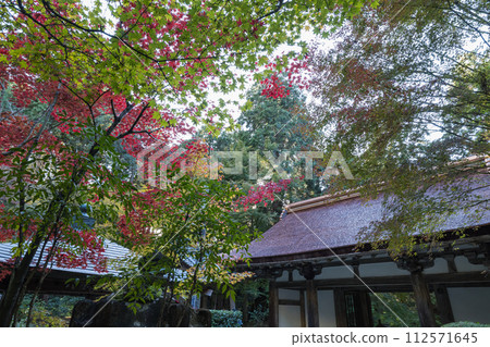 Nitenmon gate and autumn leaves at Kongorin-ji Temple, one of the three Koto Sanzan temples in Aisho-cho, Aichi-gun, Shiga Prefecture, Japan 112571645