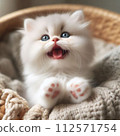A staring kitten 112571754