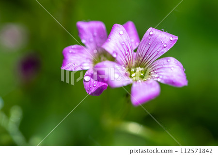 Murasaki Kabaki Flower 112571842