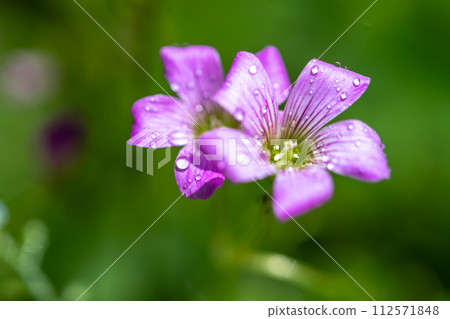 紫色酢漿草花-可愛的形象 紫色酢漿草花-可愛的形象 112571848