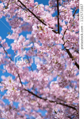 櫻花春天圖像 112571887