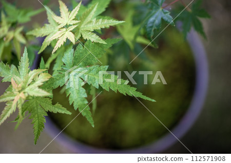 An image of the green early summer of Momiji 112571908