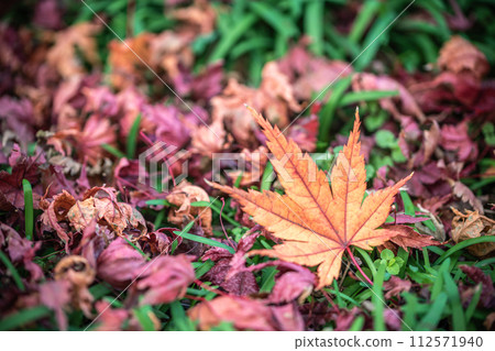 Autumn leaves - Image of autumn in Japan Autumn leaves - Image of autumn in Japan 112571940