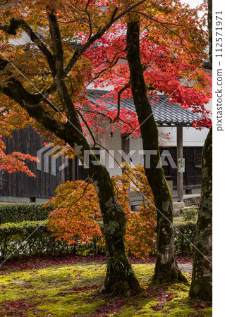 日本滋賀縣東近江市永源寺，創辦人親手種植的楓樹染上了秋葉 112571971