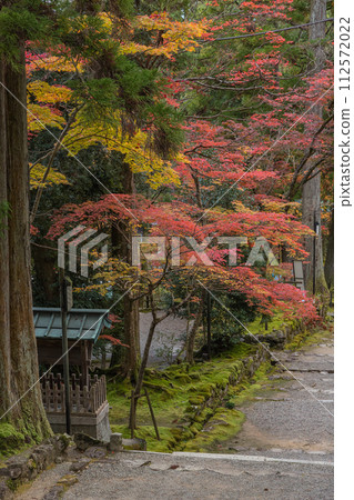 Autumn leaves along the approach to the shrine seen from the Nitenmon gate of Saimyoji Temple in Kora-cho, Inukami-gun, Shiga Prefecture, Japan Autumn leaves along the approach to the shrine seen from the Nitenmon gate of Saimyoji Temple in Kora-cho, Inukami-gun, Shiga Prefecture, Japan 112572022