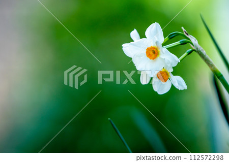 Narcissus flower early spring image 112572298