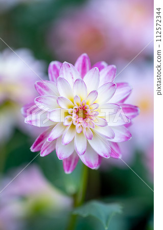 大麗花花春天形象 112572344