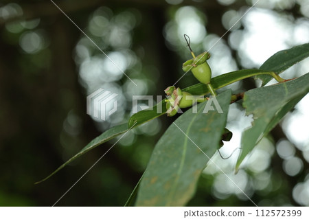 天然植物桃金孃，花尾。子房膨大，初夏應結果。 112572399