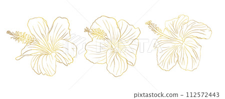 Gold foil tropical hibiscus flower set. Chinese rose flower. Hand drawn vector line art illustration for logo, card or invite, tea herbs hibiskus tea. Isolated on white background. Gold foil tropical hibiscus flower set. Chinese rose flower. Hand drawn vector line art illustration for logo, card or invite, tea herbs hibiskus tea. Isolated on white background. 112572443