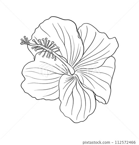 Tropical hibiscus flower. Chinese rose flower. Hand drawn vector line art illustration for logo, card or invite, tea herbs hibiscus tea. Isolated on white background. Tropical hibiscus flower. Chinese rose flower. Hand drawn vector line art illustration for logo, card or invite, tea herbs hibiscus tea. Isolated on white background. 112572466