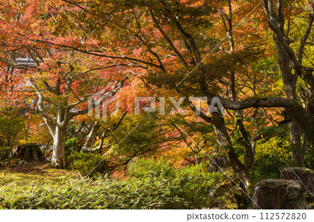 Autumn leaves in the Honbo Garden of Baeksaiji Temple, one of the three Koto Sanzan temples in Higashiomi City, Shiga Prefecture, Japan Autumn leaves in the Honbo Garden of Baeksaiji Temple, one of the three Koto Sanzan temples in Higashiomi City, Shiga Prefecture, Japan 112572820