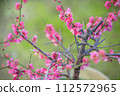 Plum blossoms early spring image 112572965