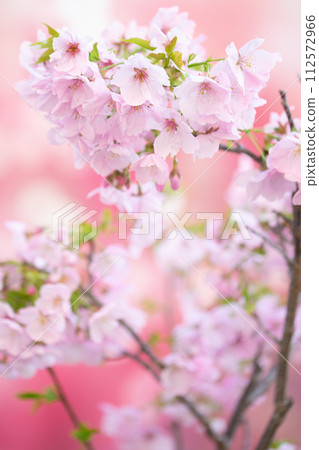 Cherry blossoms in full bloom of spring 112572966