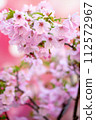 Cherry blossoms in full bloom of spring 112572967
