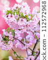 Cherry blossoms in full bloom of spring 112572968