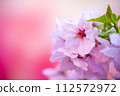 Cherry blossoms in full bloom of spring 112572972