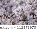 Cherry blossoms in full bloom of spring 112572975